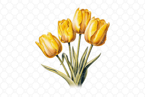 Download Flower PNG, Yellow Tulip PNG, 003 - Png Collection